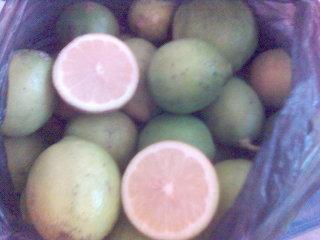 mariscal